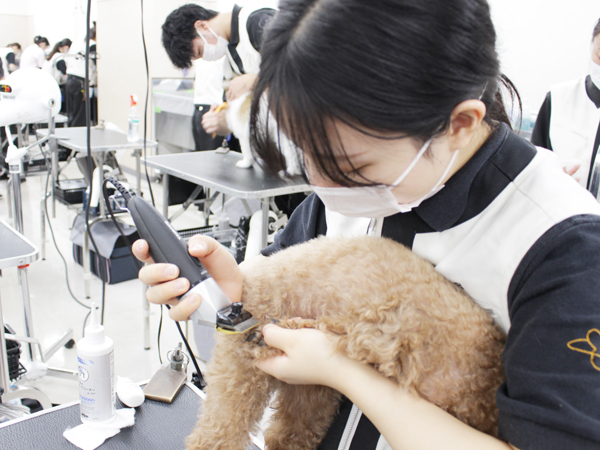 お客様の愛犬をトリミング！